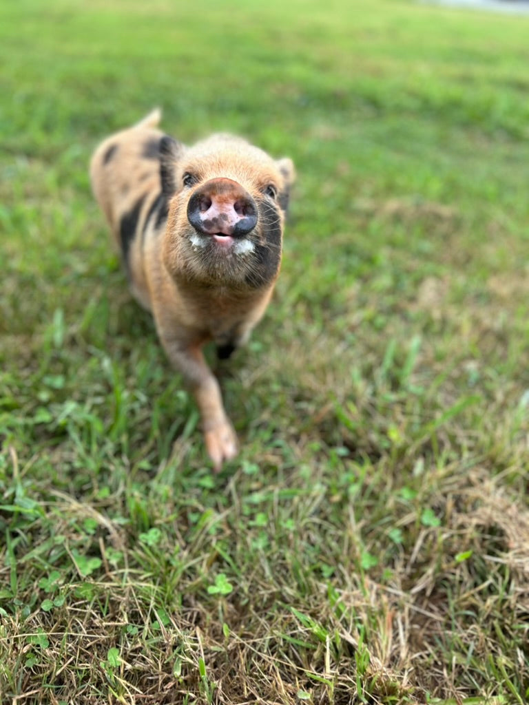 Sponsor An Animal