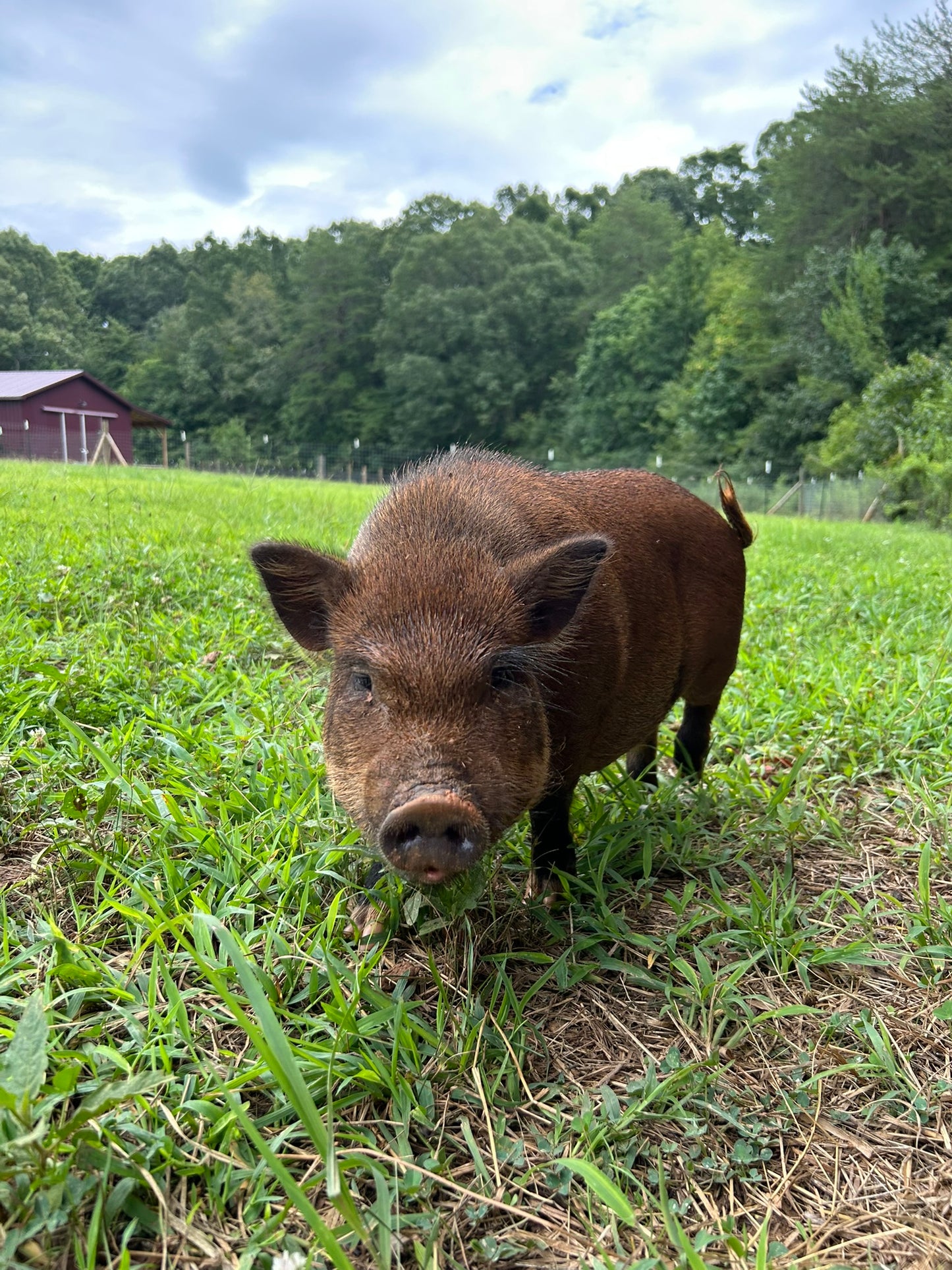Sponsor An Animal