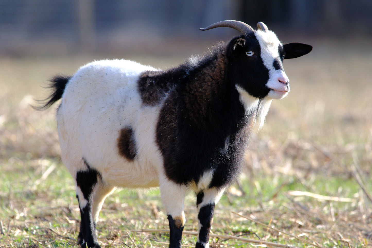 Sponsor An Animal