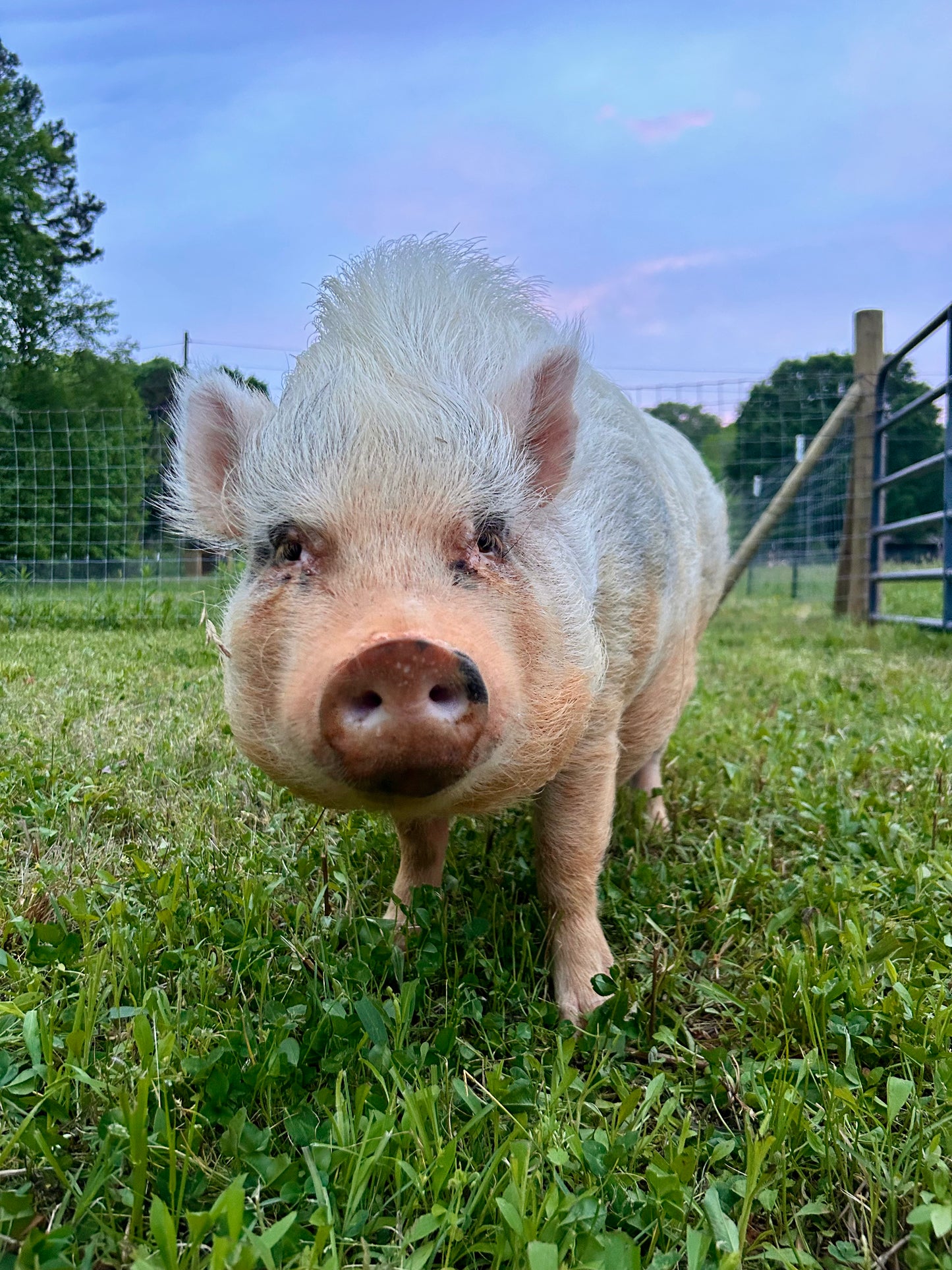 Sponsor An Animal
