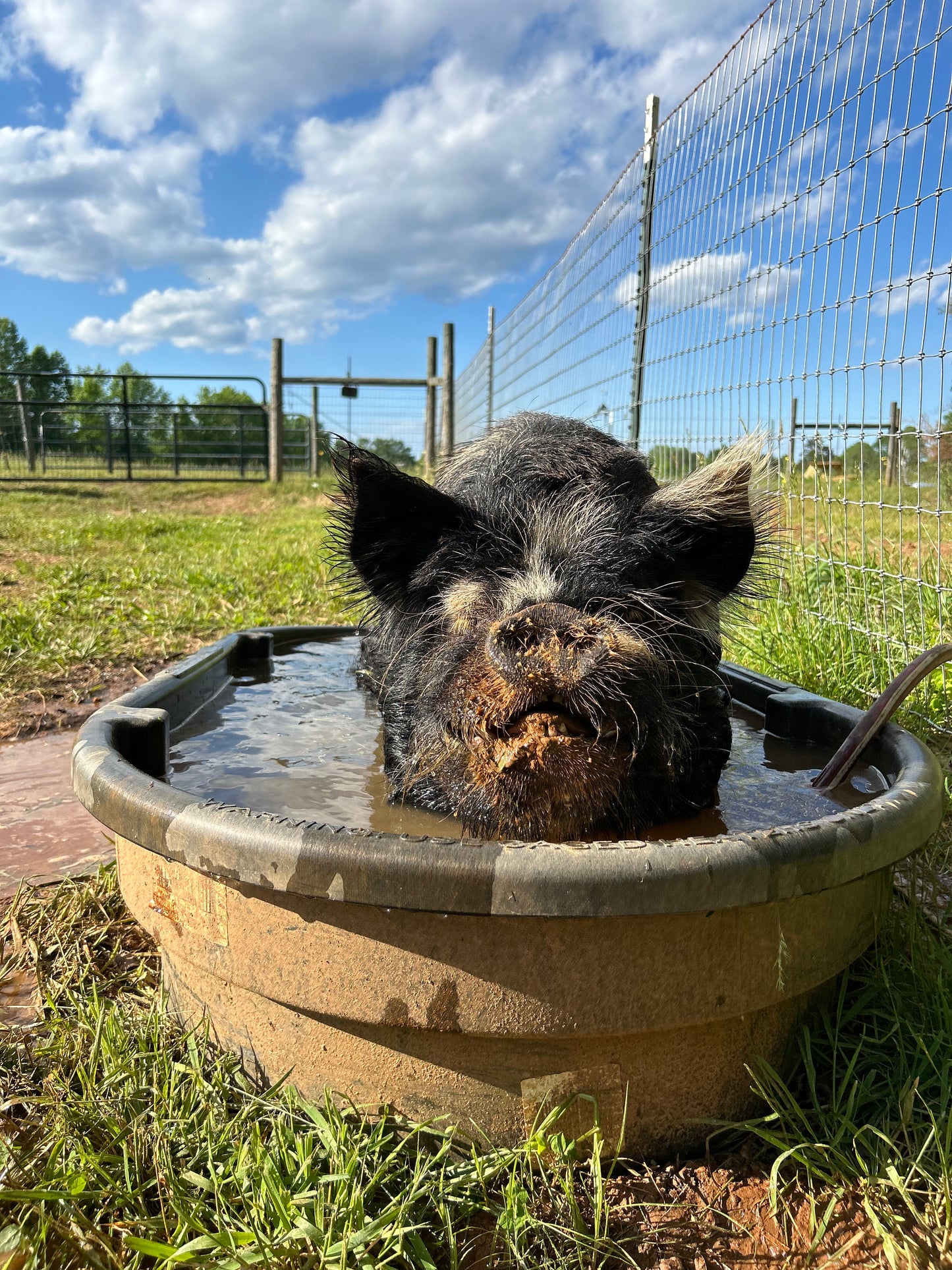 Sponsor An Animal