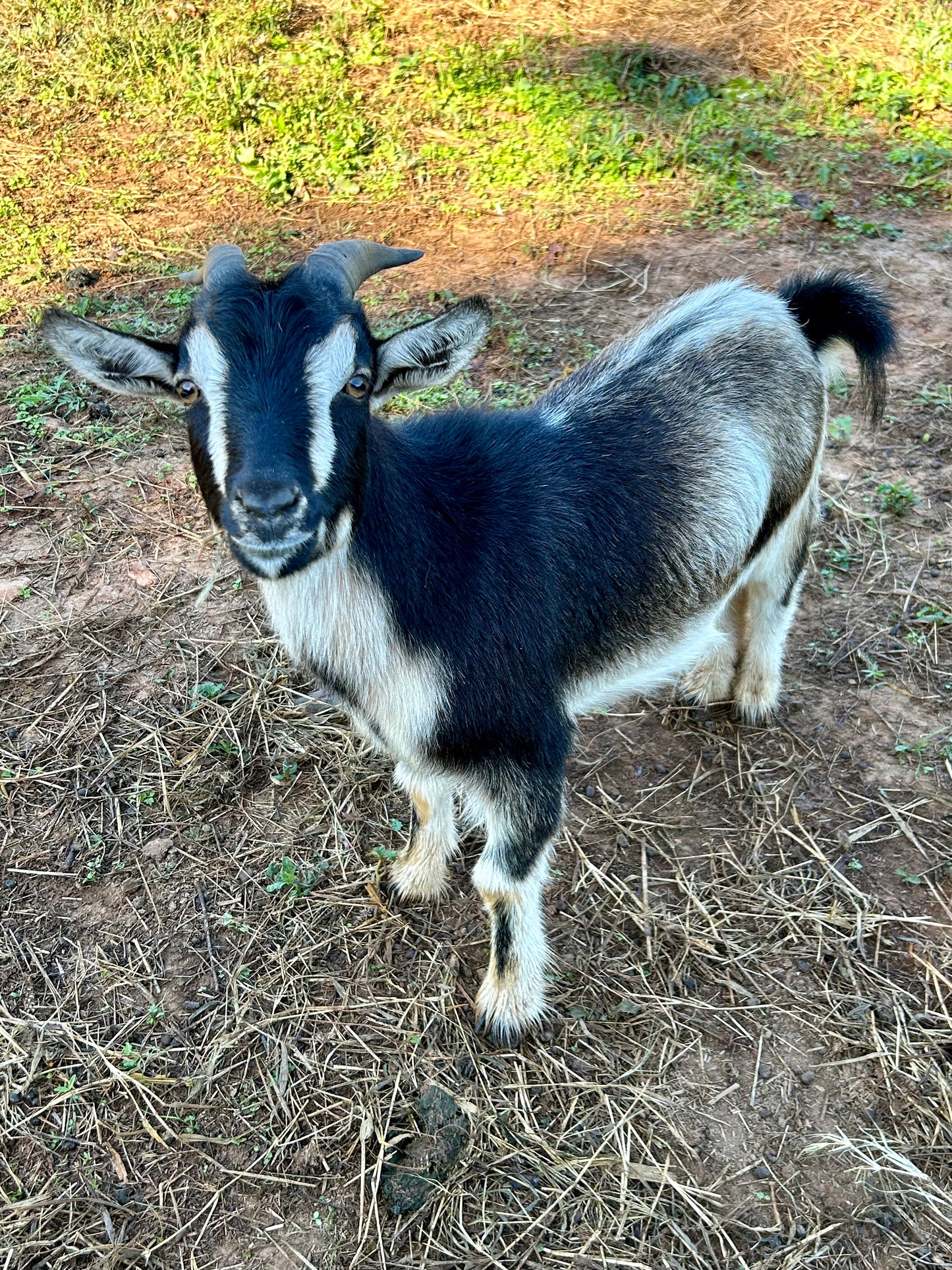 Sponsor An Animal