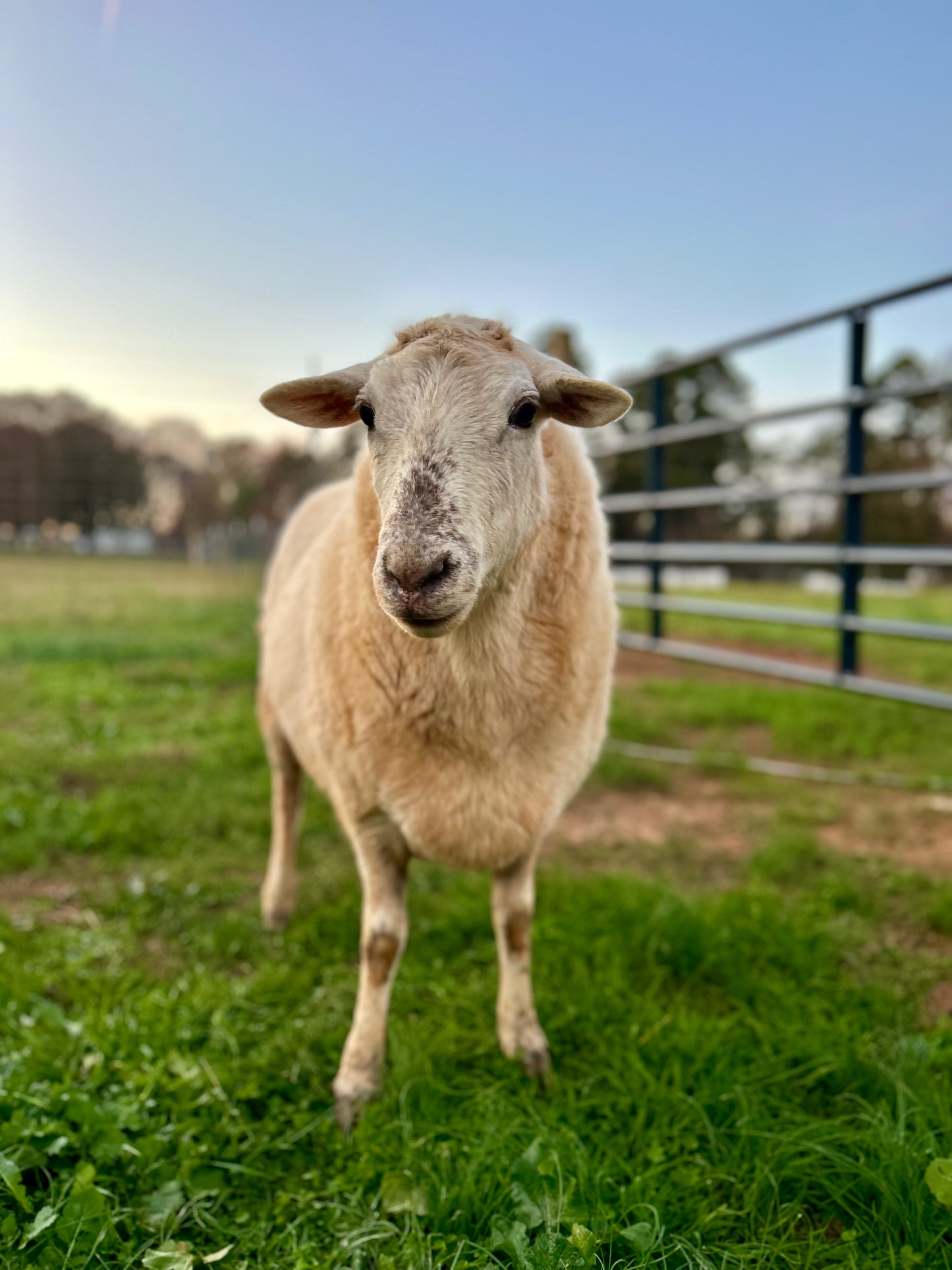 Sponsor An Animal