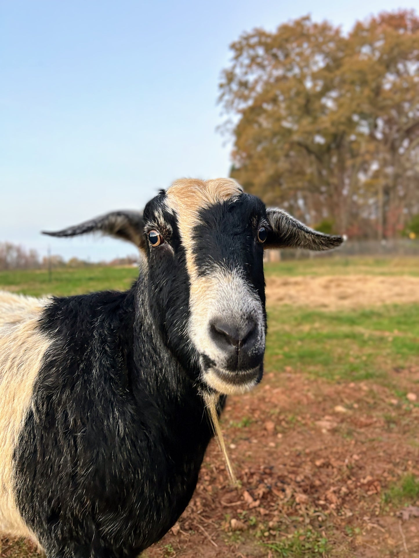 Sponsor An Animal