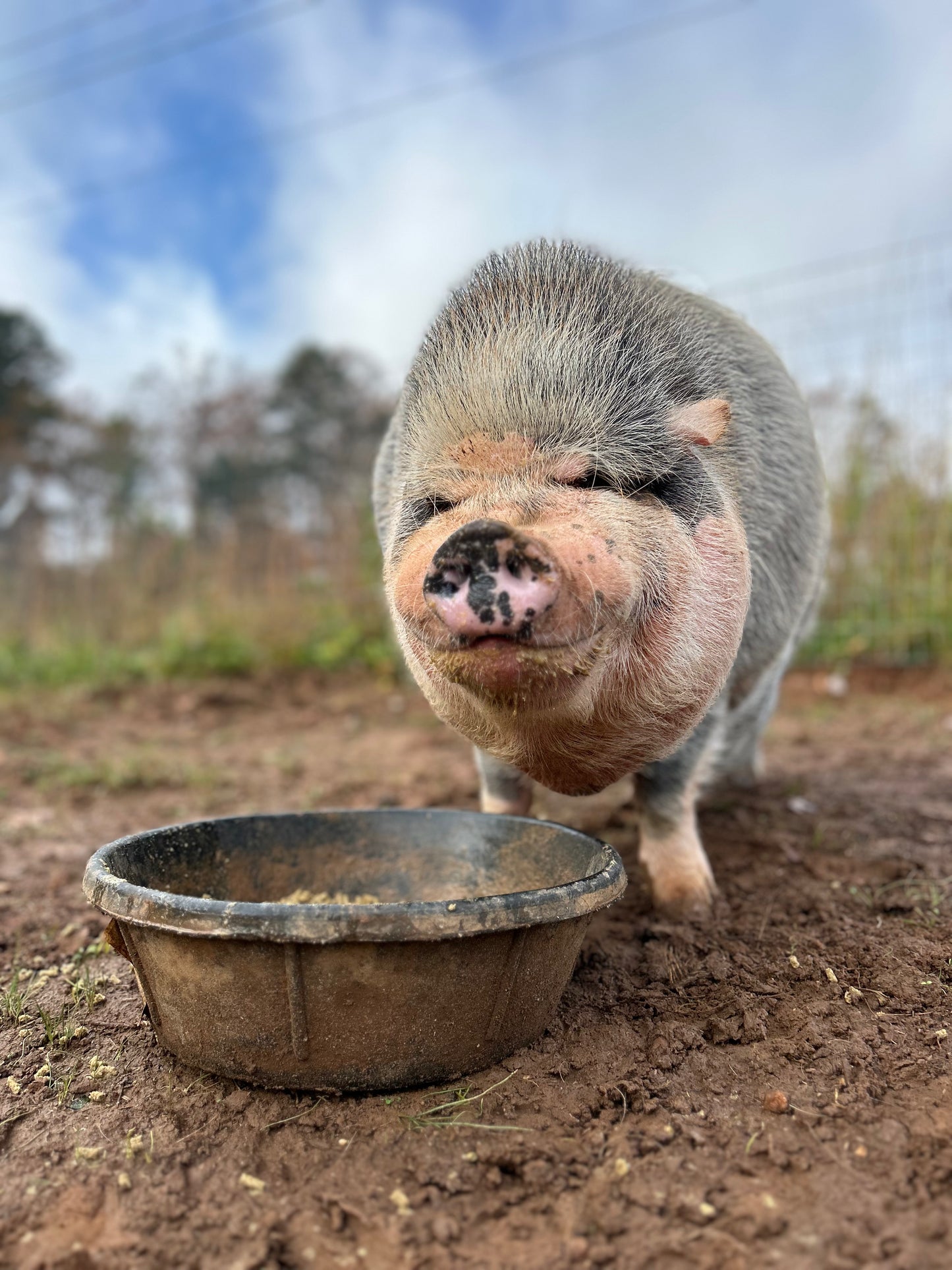 Sponsor An Animal