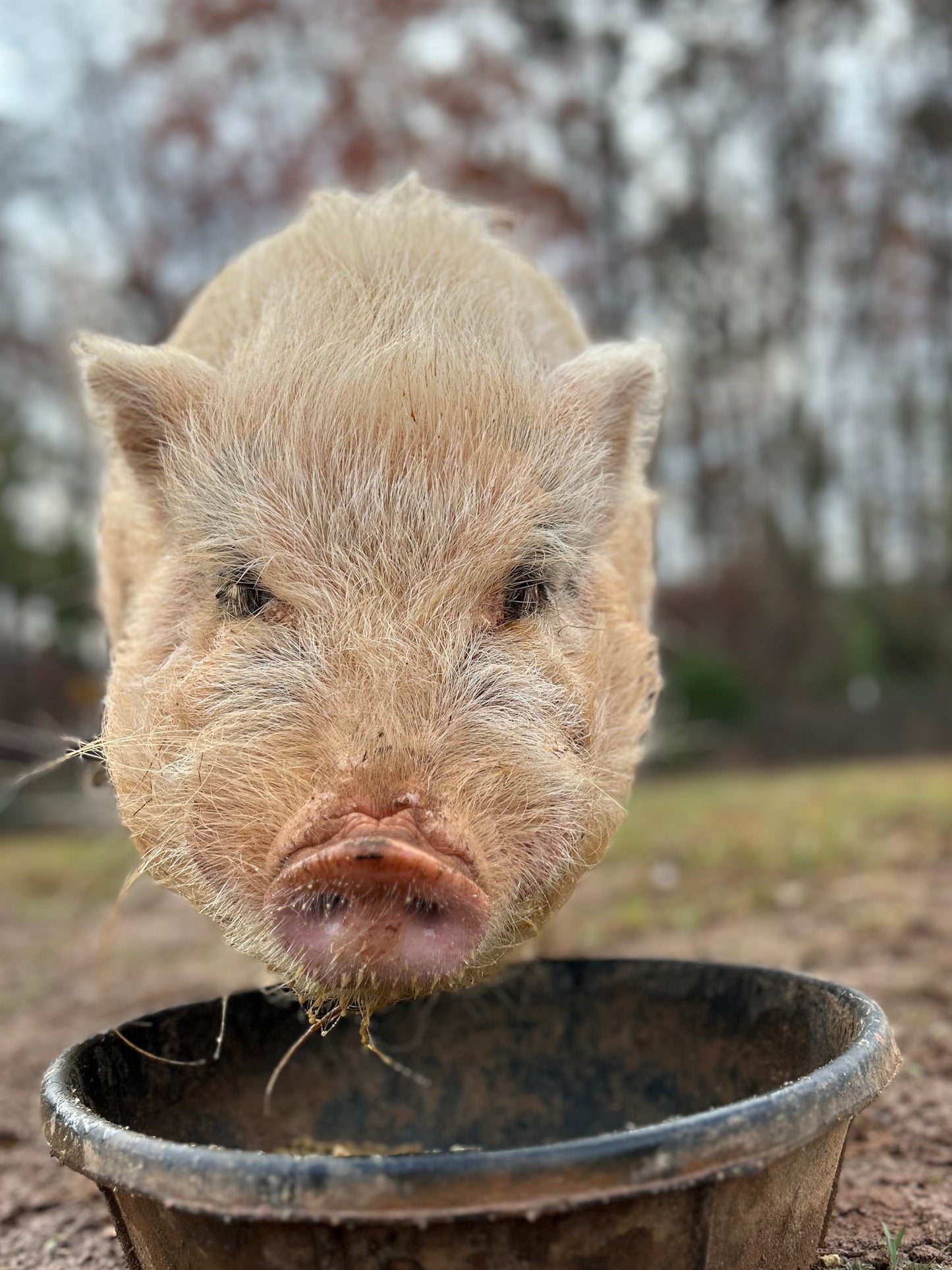 Sponsor An Animal
