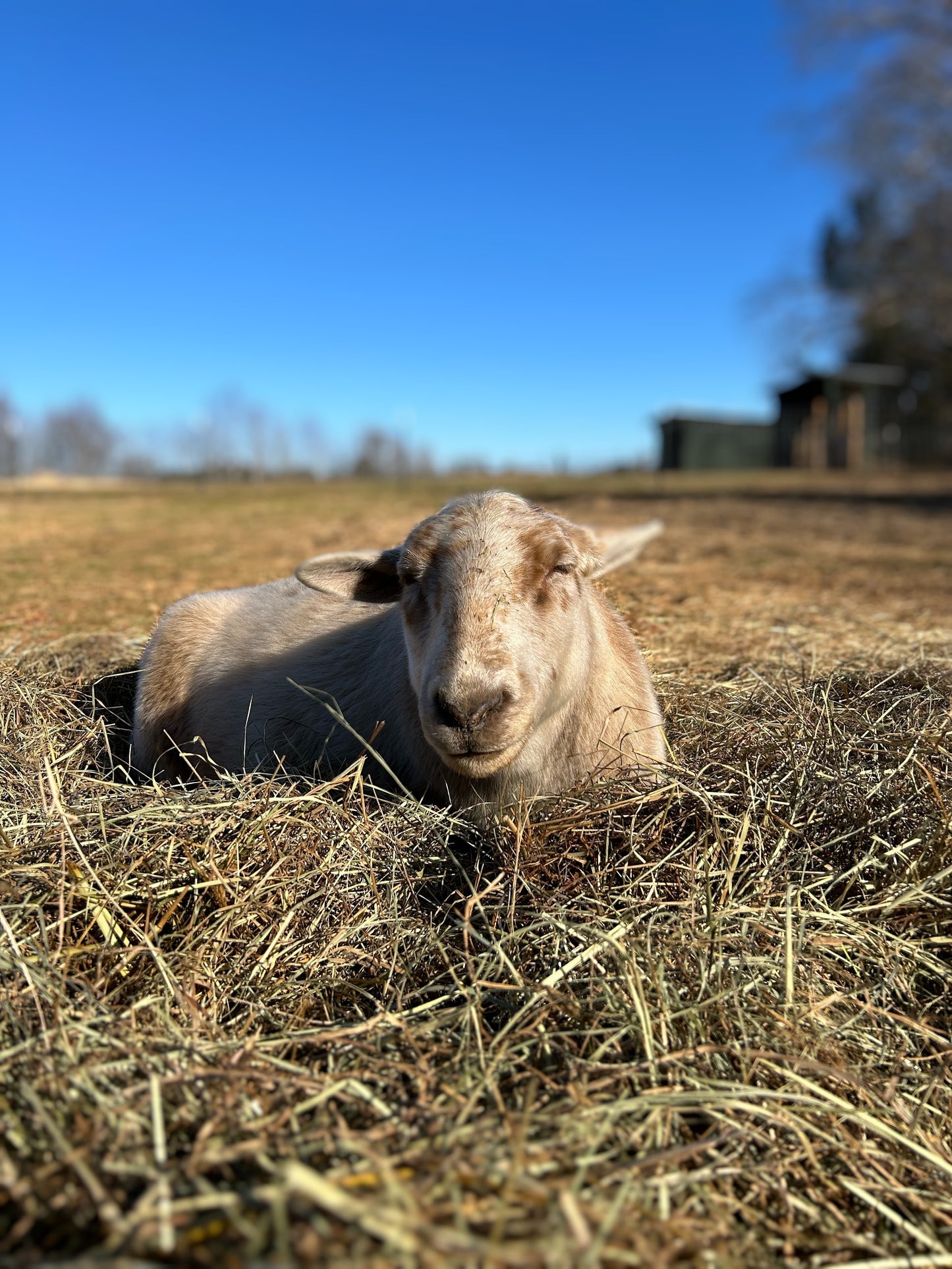 Sponsor An Animal