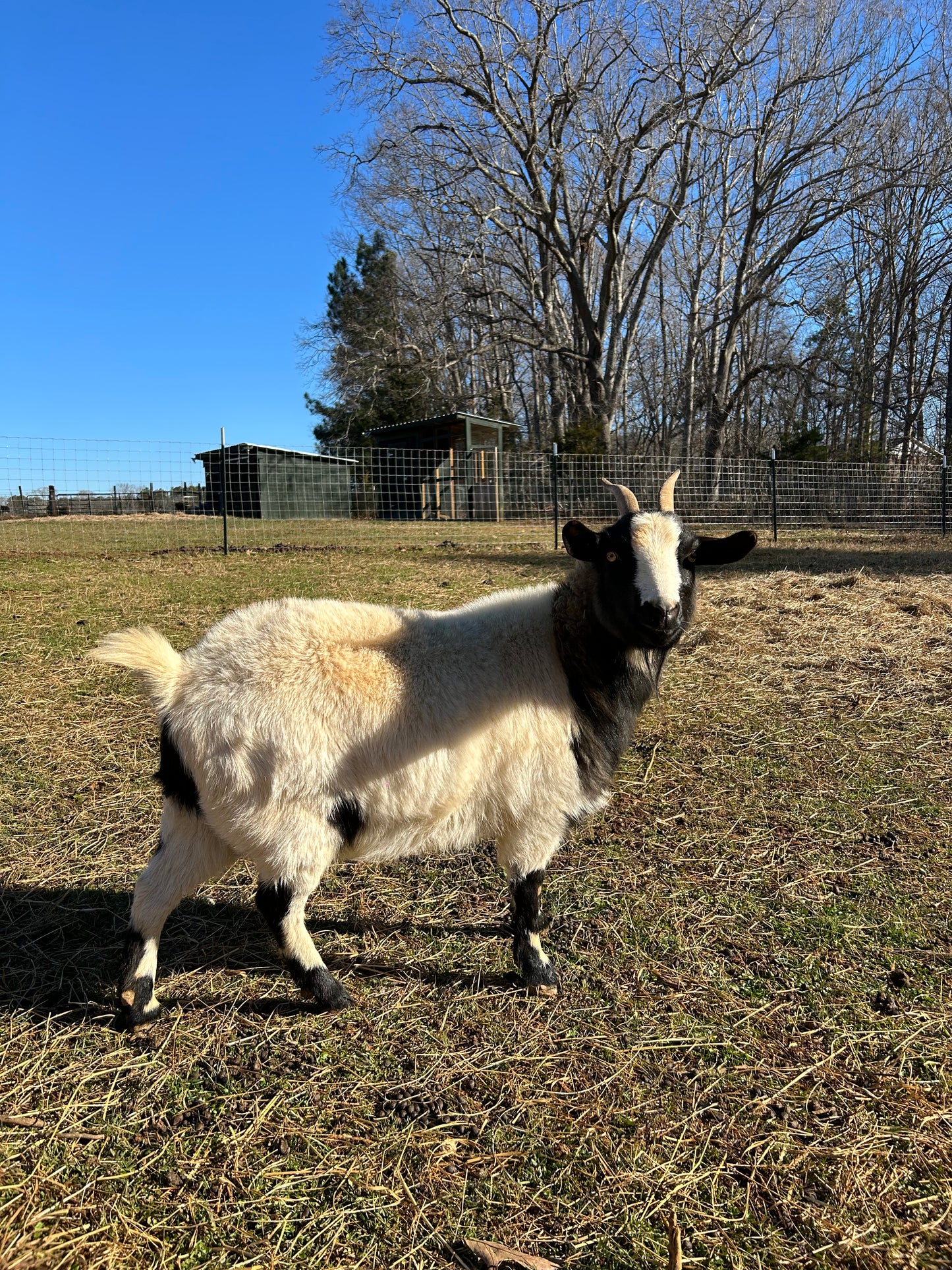 Sponsor An Animal