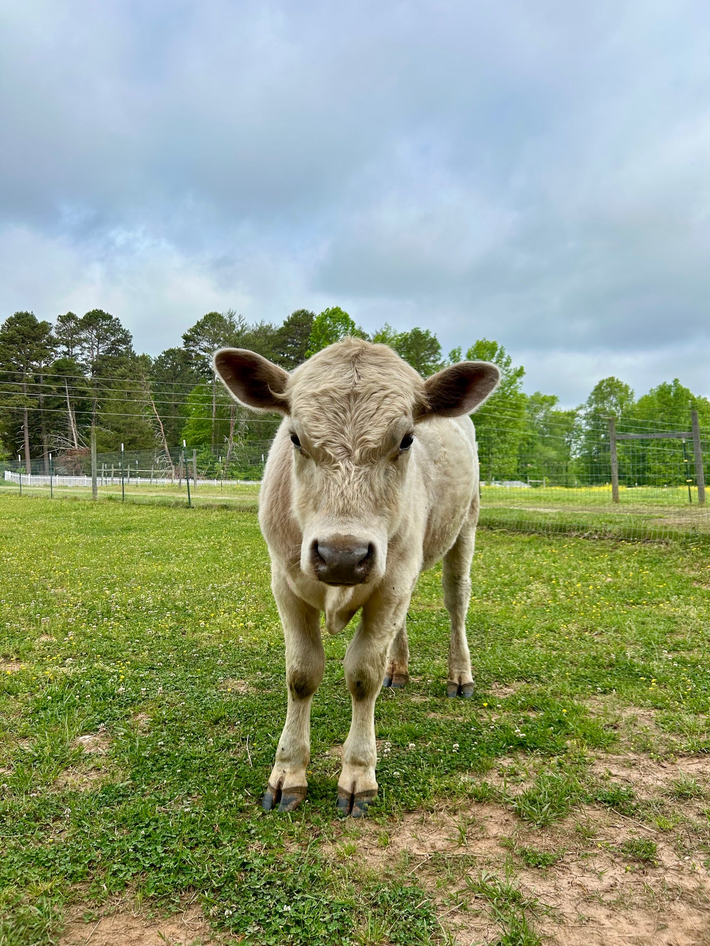Sponsor An Animal