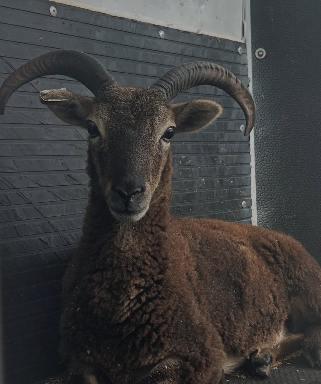 Sponsor An Animal