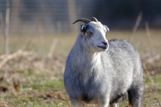 Sponsor An Animal