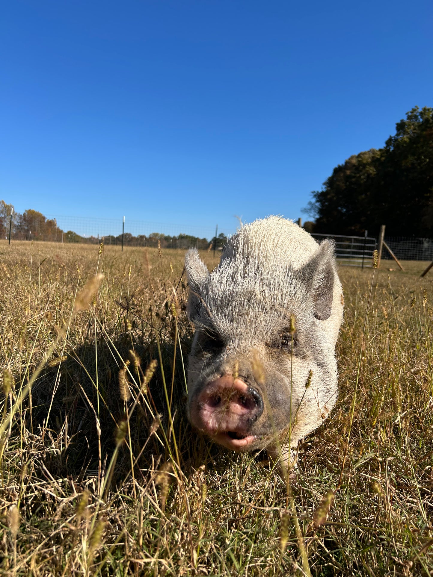 Sponsor An Animal