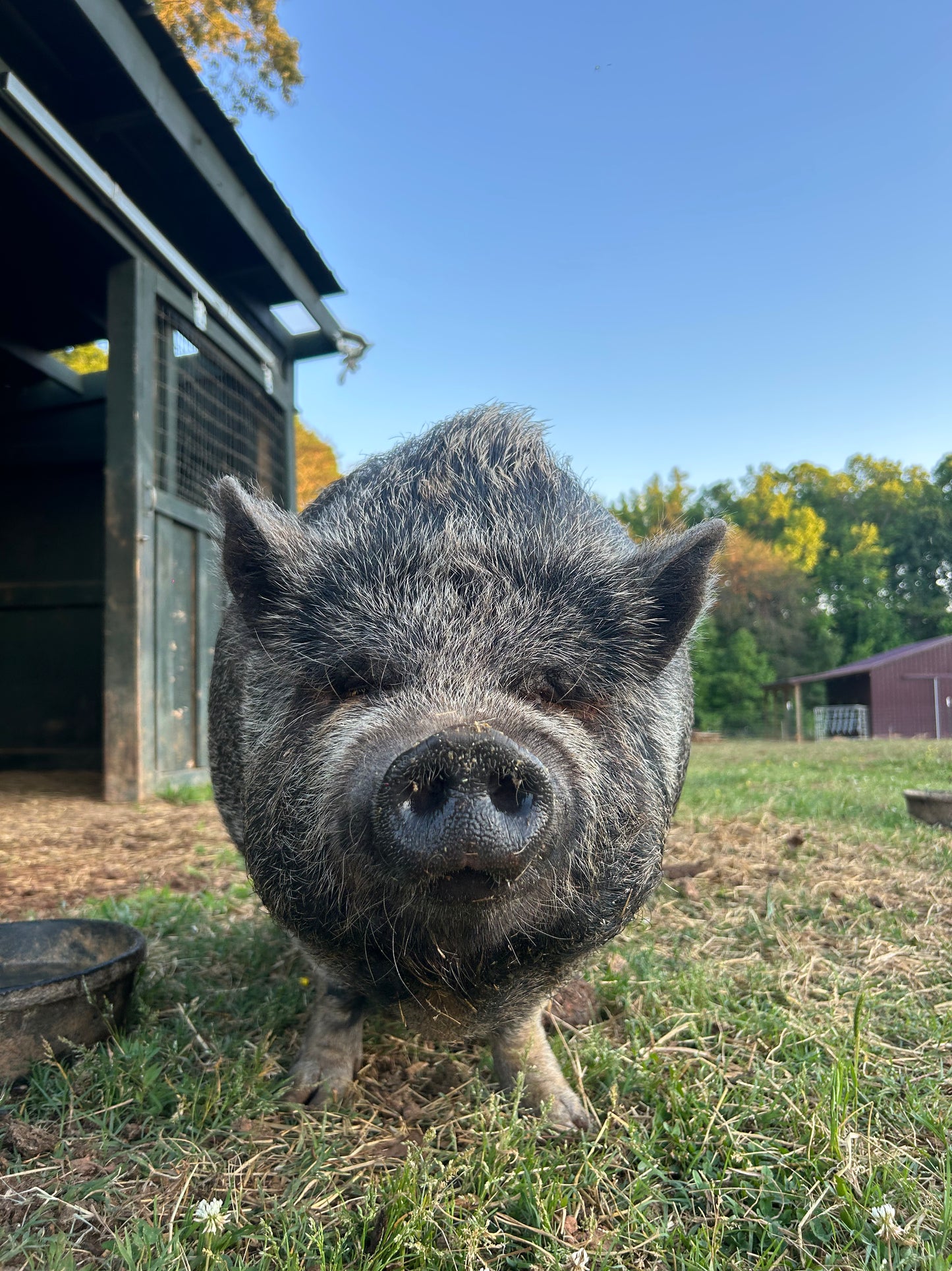 Sponsor An Animal