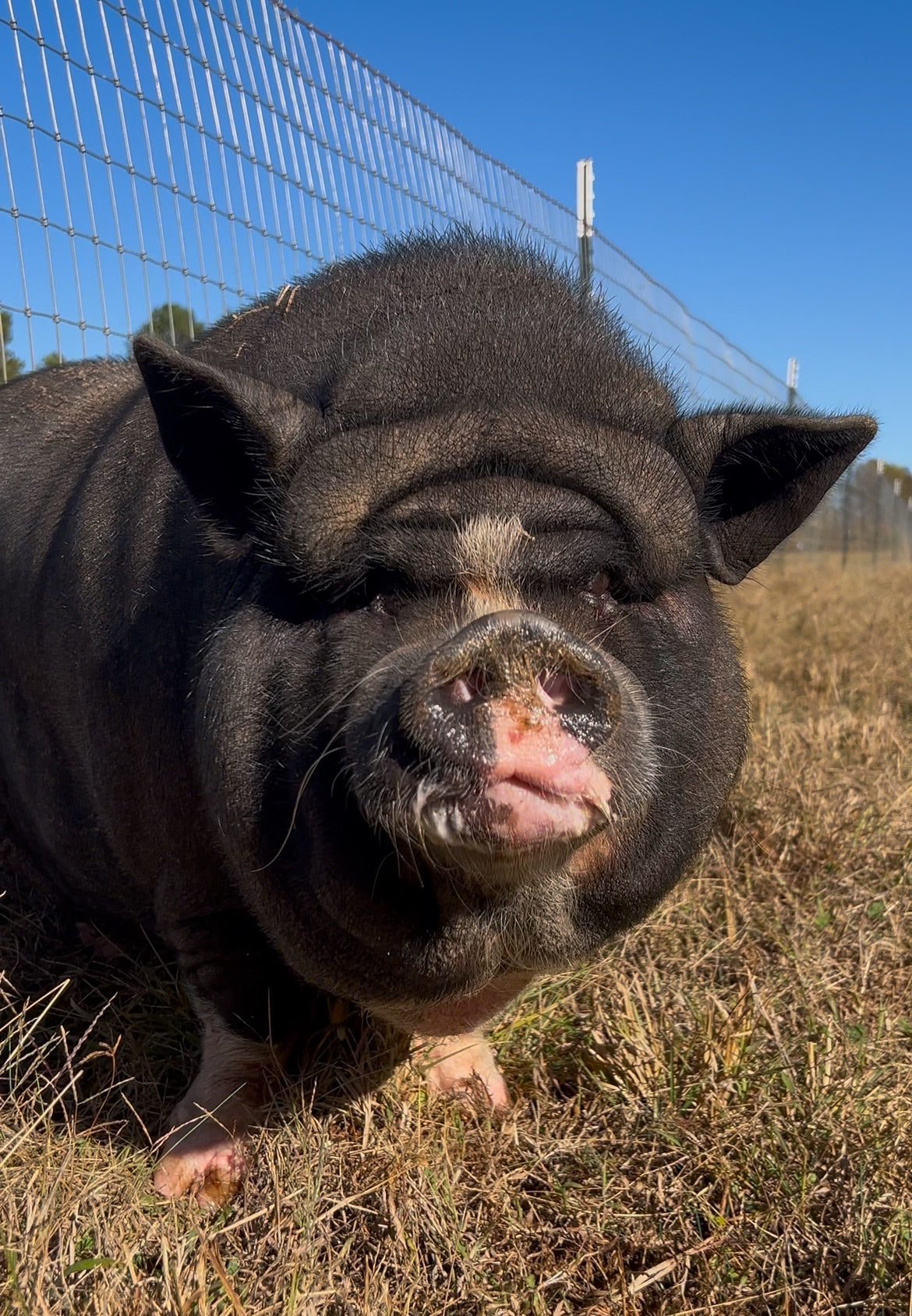 Sponsor An Animal